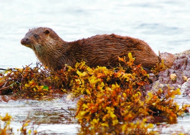OTTER (LUTRA LUTRA)